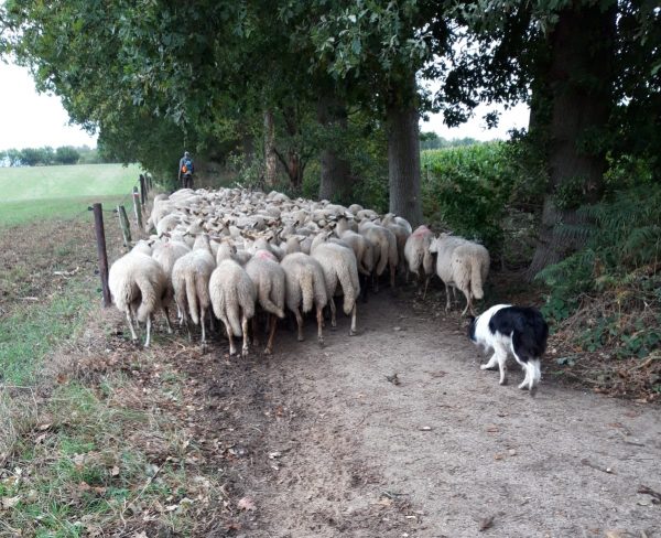 schapenkudde